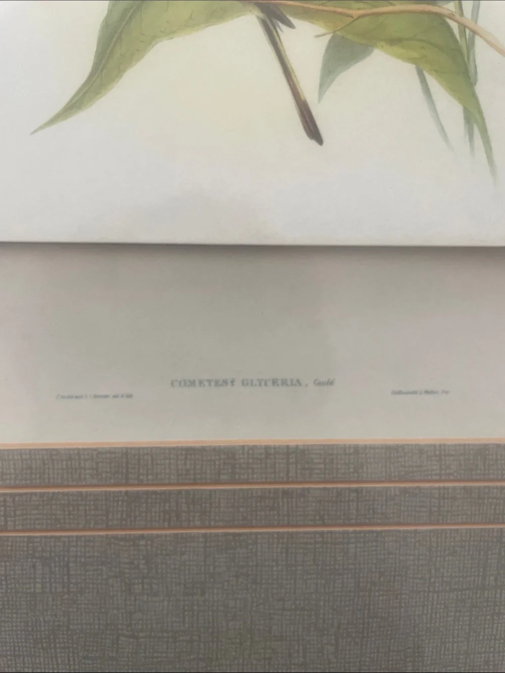 John Gould Hummingbirds Gold & Brown Framed Print with Cream Mat reproduction